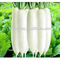 High Quality Big Juicy White Radish Seed For Sowing